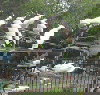 Winnamatta Guest House - ACT Tourism