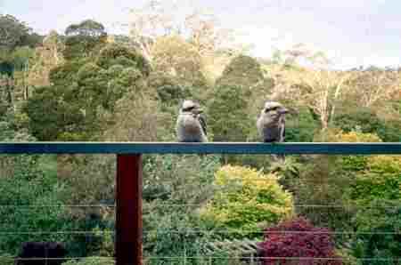 Mast Gully Gardens - ACT Tourism 0