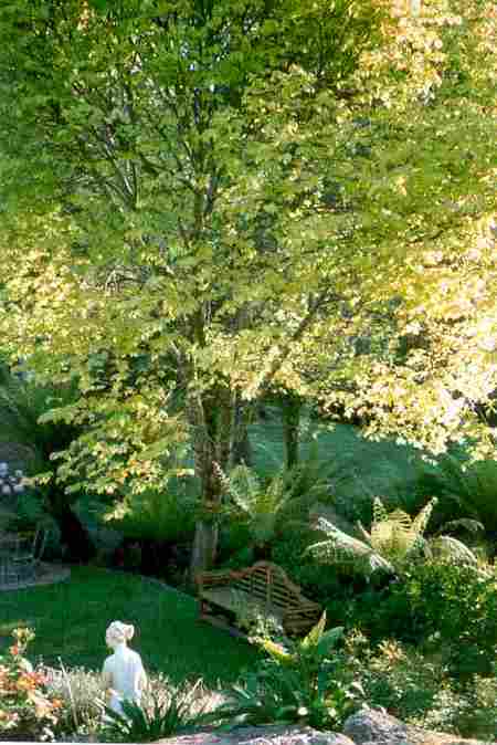 Mast Gully Gardens - ACT Tourism 4