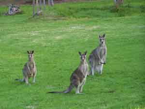 Sunway Farm B And B And Tours - ACT Tourism 1