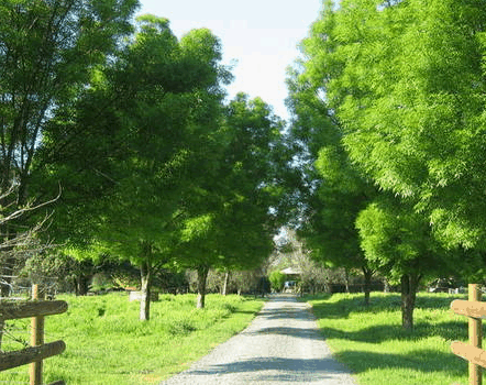 Ribbonwood Cottages - ACT Tourism 2