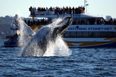 Whale Watching Sydney - ACT Tourism 1