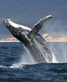 Whale Watching Sydney - ACT Tourism 2