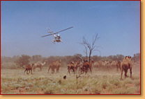 Kings Creek Station - ACT Tourism 2