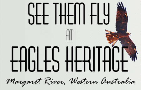 Eagles Heritage Raptor Wildlife Centre - ACT Tourism
