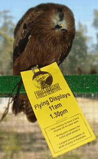 Eagles Heritage Raptor Wildlife Centre - ACT Tourism 1