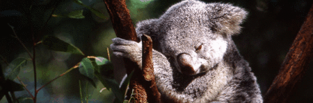 Koala and River Cruise by Mirimar Cruises - ACT Tourism