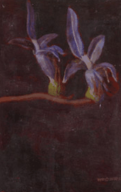 Red Hill Galleries - ACT Tourism 2