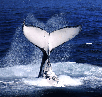 Brisbane Whale Watching - ACT Tourism