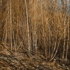 Dark Horse Experiment - ACT Tourism 1