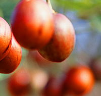 Tropical Fruit World - ACT Tourism