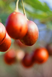 Tropical Fruit World - ACT Tourism 0