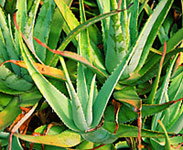 Tropical Fruit World - ACT Tourism 1