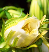 Tropical Fruit World - ACT Tourism 2