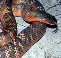 Armadale Reptile  Wildlife Centre - ACT Tourism