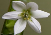 Soul Treat - ACT Tourism 2