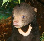 Perth Zoo - ACT Tourism 0