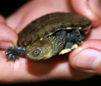 Perth Zoo - ACT Tourism 1