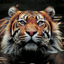 Perth Zoo - ACT Tourism 2