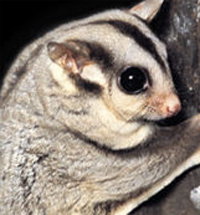 Perth Zoo - ACT Tourism 3