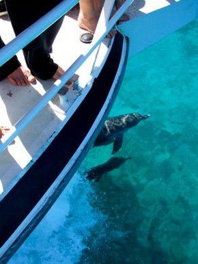 Pelican Charters - ACT Tourism 0