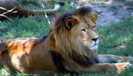 Mogo Zoo - ACT Tourism 1