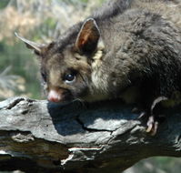 Moonlit Sanctuary Wildlife Conservation Park - ACT Tourism
