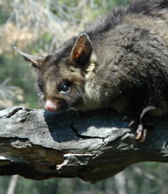 Moonlit Sanctuary Wildlife Conservation Park - ACT Tourism 0