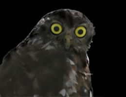 Moonlit Sanctuary Wildlife Conservation Park - ACT Tourism 1