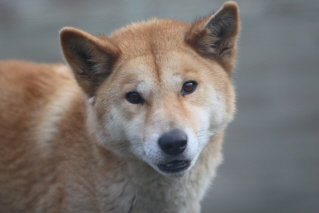 Moonlit Sanctuary Wildlife Conservation Park - ACT Tourism 3