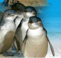 Phillip Island Penguin Parade - ACT Tourism