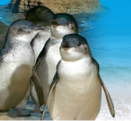 Phillip Island Penguin Parade - ACT Tourism 0
