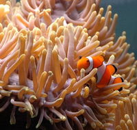 Reef HQ Great Barrier Reef Aquarium - ACT Tourism