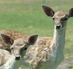 Marapana Wildlife Park - ACT Tourism
