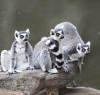 Adelaide Zoo - ACT Tourism
