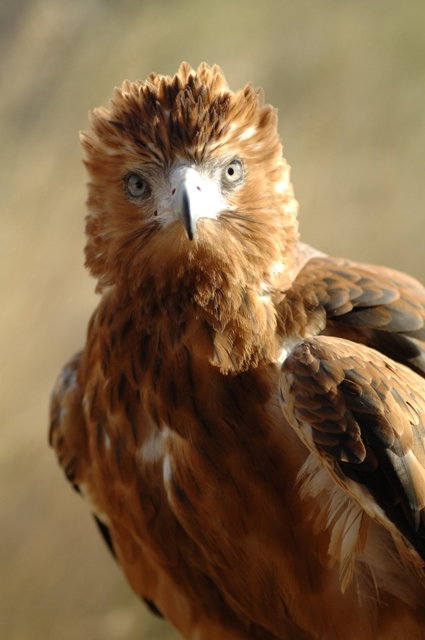 Alice Springs Desert Park - ACT Tourism 0