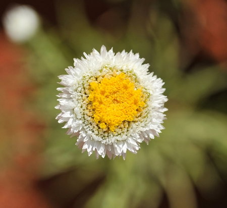 Alice Springs Desert Park - ACT Tourism 1