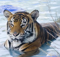 Zoo Doo Wildlife Park - ACT Tourism