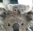 Billabong Koala and Wildlife Park - ACT Tourism