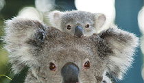 Billabong Koala And Wildlife Park - ACT Tourism 0