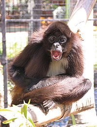 Billabong Koala And Wildlife Park - ACT Tourism 1