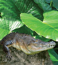 Billabong Koala And Wildlife Park - ACT Tourism 2