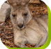 Calmsley Hill City Farm - ACT Tourism