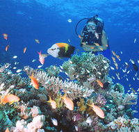Drop Zone Dive Site - ACT Tourism