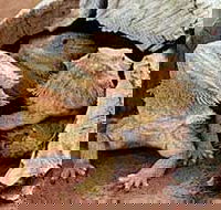 Alice Springs Reptile Centre - ACT Tourism