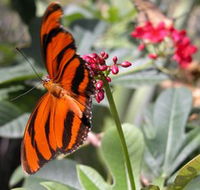 Butterfly Farm - ACT Tourism
