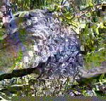 Koala Conservation Centre - ACT Tourism
