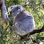 Koala Conservation Centre - ACT Tourism 0