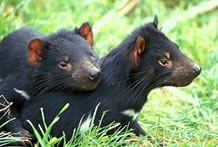 Great Oak Holdings Pty Ltd - ACT Tourism 0