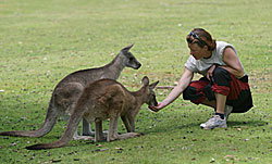 Great Oak Holdings Pty Ltd - ACT Tourism 2